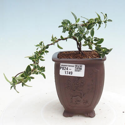 Izbová bonsai - Serissa foetida Variegata - Strom tisíce hviezd - 1