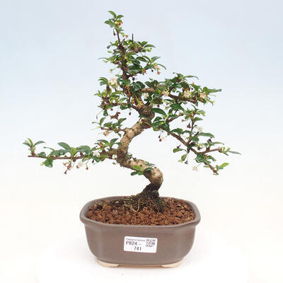 Izbová bonsai - Carmona macrophylla - Čaj fuki - 1