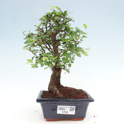 Izbová bonsai - Ulmus parvifolia - Malolistý brest - 1