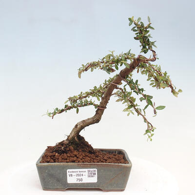 Vonkajší bonsai - Cotoneaster dám. Skogholm - Skalník - 1