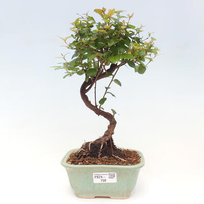 Izbová bonsai - Sagerécie thea - Sagerécie thea - 1