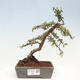 Vonkajší bonsai - Cotoneaster dám. Skogholm - Skalník - 1/6