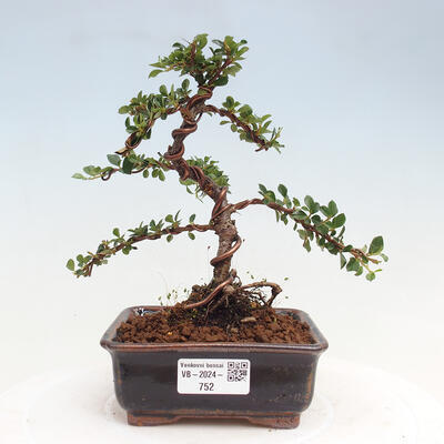 Vonkajší bonsai-Cotoneaster horizontalis - Skalník - 1