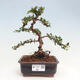 Vonkajší bonsai-Cotoneaster horizontalis - Skalník - 1/5