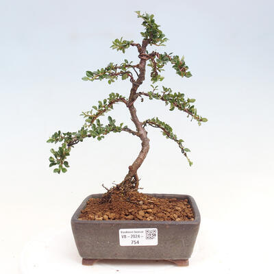 Vonkajší bonsai-Cotoneaster horizontalis - Skalník - 1