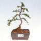 Vonkajší bonsai-Cotoneaster horizontalis - Skalník - 1/5