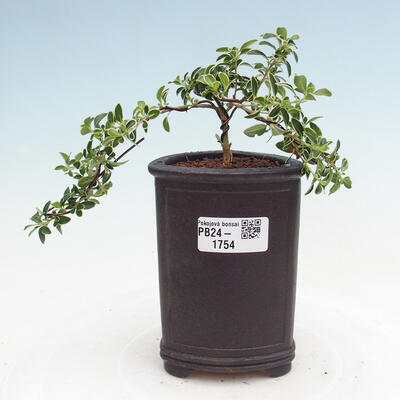 Izbová bonsai - Serissa foetida Variegata - Strom tisíce hviezd - 1