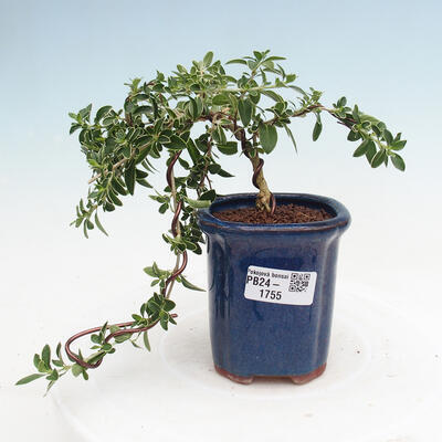 Izbová bonsai - Serissa foetida Variegata - Strom tisíc hviezd - 1