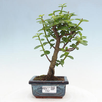 Izbová bonsai - Portulakaria Afra - Tlustice - 1