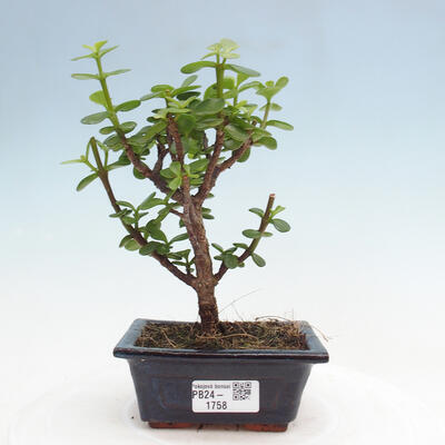 Izbová bonsai - Portulakaria Afra - Tlustice - 1