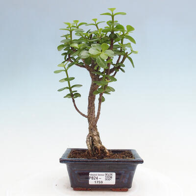 Izbová bonsai - Portulakaria Afra - Tlustice - 1