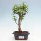 Izbová bonsai - Portulakaria Afra - Tlustice - 1/2