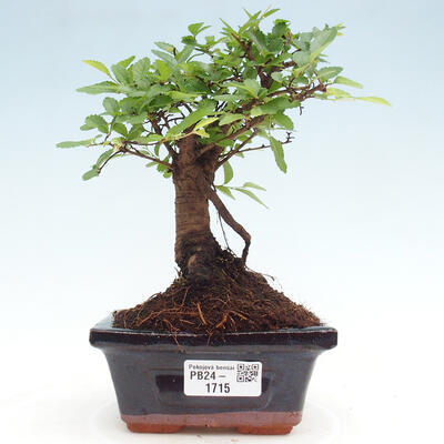 Izbová bonsai - Ulmus parvifolia - Malolistý brest - 1