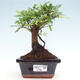 Izbová bonsai - Ulmus parvifolia - Malolistý brest - 1/3