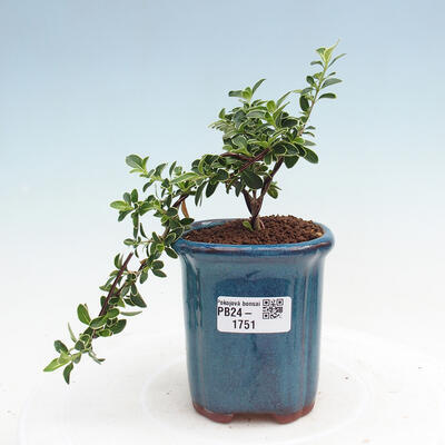 Izbová bonsai - Serissa foetida Variegata - Strom tisíce hviezd - 1