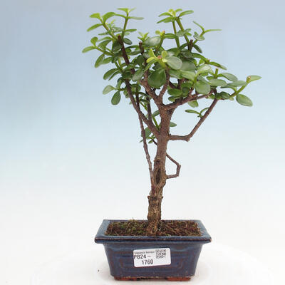 Izbová bonsai - Portulakaria Afra - Tlustice - 1