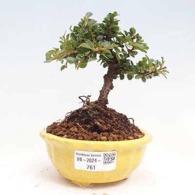 Vonkajší bonsai-Cotoneaster horizontalis - Skalník - 1