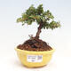 Vonkajší bonsai-Cotoneaster horizontalis - Skalník - 1/2