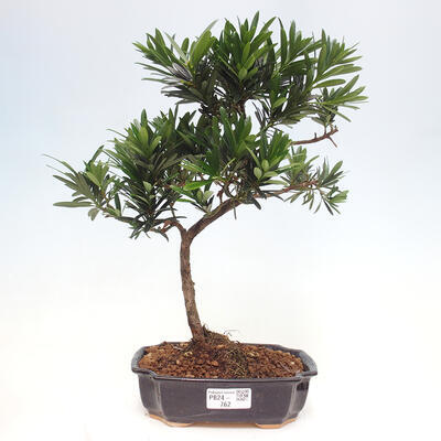 Izbová bonsai - Podocarpus - Kamenný tis - 1