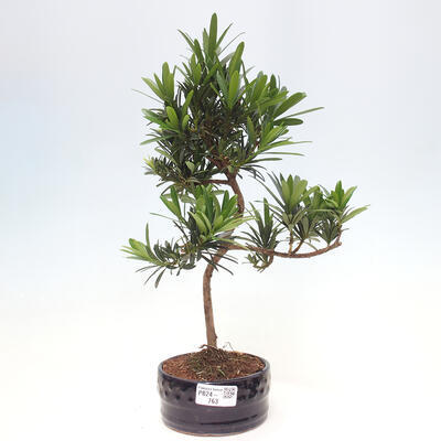 Izbová bonsai - Podocarpus - Kamenný tis - 1