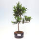 Izbová bonsai - Podocarpus - Kamenný tis - 1/4