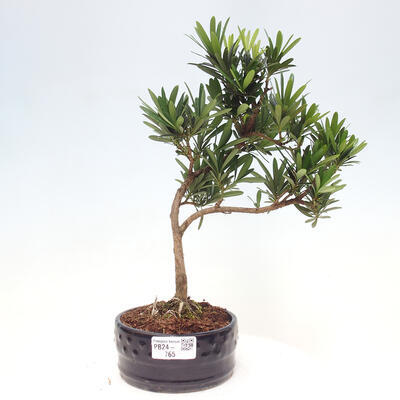 Izbová bonsai - Podocarpus - Kamenný tis - 1