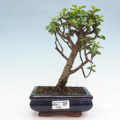 Izbová bonsai - Portulakaria Afra - Tlustice - 1