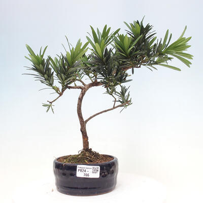 Izbová bonsai - Podocarpus - Kamenný tis - 1