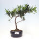 Izbová bonsai - Podocarpus - Kamenný tis - 1/4