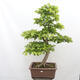 Vonkajší bonsai - Hrab obyčajný - Carpinus betulus - 1/5