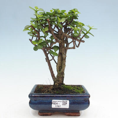 Izbová bonsai - Portulakaria Afra - Tlustice - 1