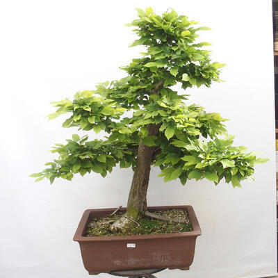 Vonkajší bonsai - Hrab obyčajný - Carpinus betulus - 1