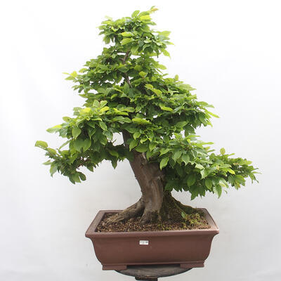 Vonkajší bonsai - Hrab obyčajný - Carpinus betulus - 1