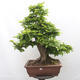 Vonkajší bonsai - Hrab obyčajný - Carpinus betulus - 1/5