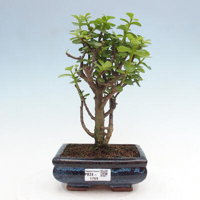 Izbová bonsai - Portulakaria Afra - Tlustice - 1