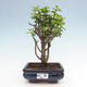 Izbová bonsai - Portulakaria Afra - Tlustice - 1/2