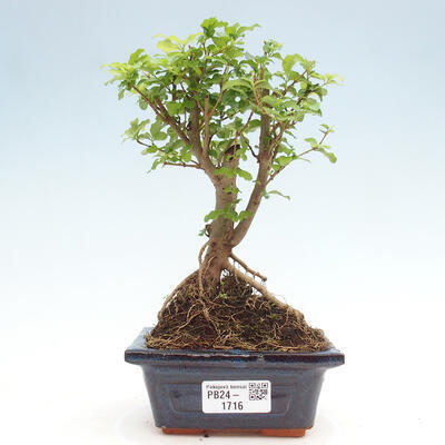 Izbová bonsai -Ligustrum chinensis - Vtáčí zob - 1