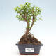 Izbová bonsai -Ligustrum chinensis - Vtáčí zob - 1/3