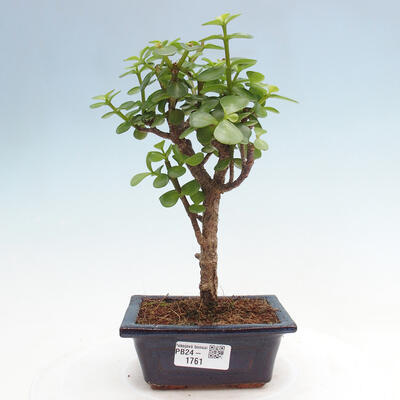 Izbová bonsai - Portulakaria Afra - Tlustice - 1