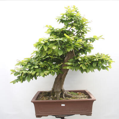 Vonkajší bonsai - Hrab obyčajný - Carpinus betulus - 1