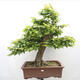 Vonkajší bonsai - Hrab obyčajný - Carpinus betulus - 1/5