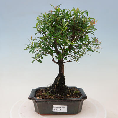 Izbová bonsai - Syzygium - pimentovníka - 1