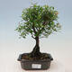 Izbová bonsai - Syzygium - pimentovníka - 1/4