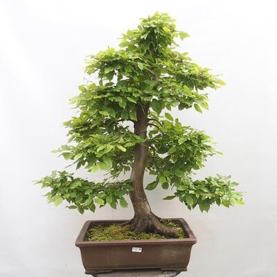 Vonkajší bonsai - Hrab obyčajný - Carpinus betulus - 1