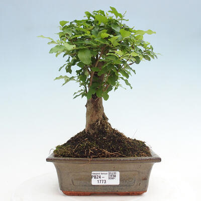 Izbová bonsai -Ligustrum chinensis - Vtáčí zob - 1