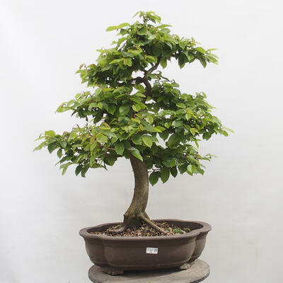 Vonkajší bonsai - Hrab obyčajný - Carpinus betulus - 1