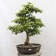 Vonkajší bonsai - Hrab obyčajný - Carpinus betulus - 1/5