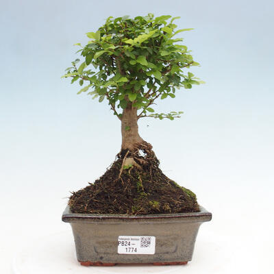 Izbová bonsai -Ligustrum chinensis - Vtáčí zob - 1