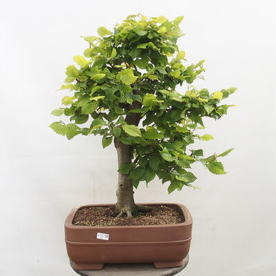 Vonkajší bonsai - Hrab obyčajný - Carpinus betulus - 1