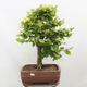 Vonkajší bonsai - Hrab obyčajný - Carpinus betulus - 1/5